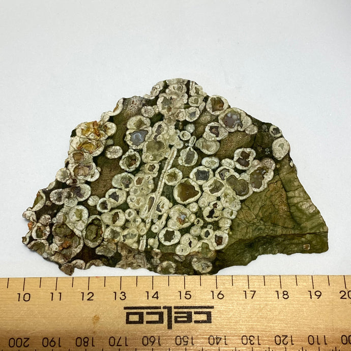 Rhyolite (Rainforest Jasper) slice